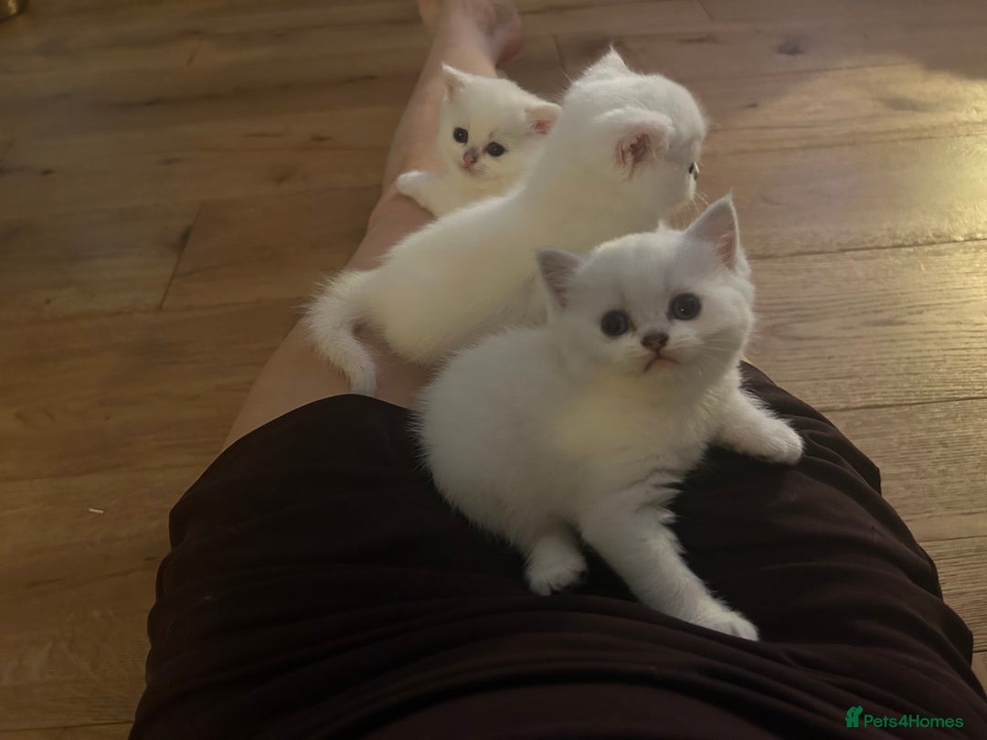 British Longhair cats for sale: 5 Beautiful blue eyed British Shorthair in London - Image 27