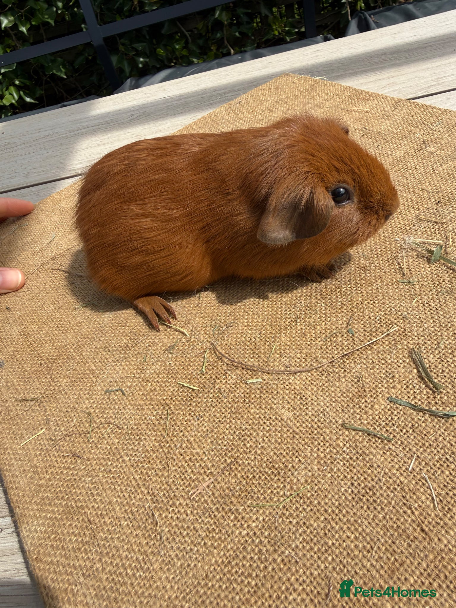 Guinea Pig rodents Pure bred gold self boar guinea pigs & Swiss sow  - Advert 16