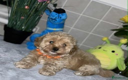 Maltipoo dogs for sale: Maltipoo - Image 12