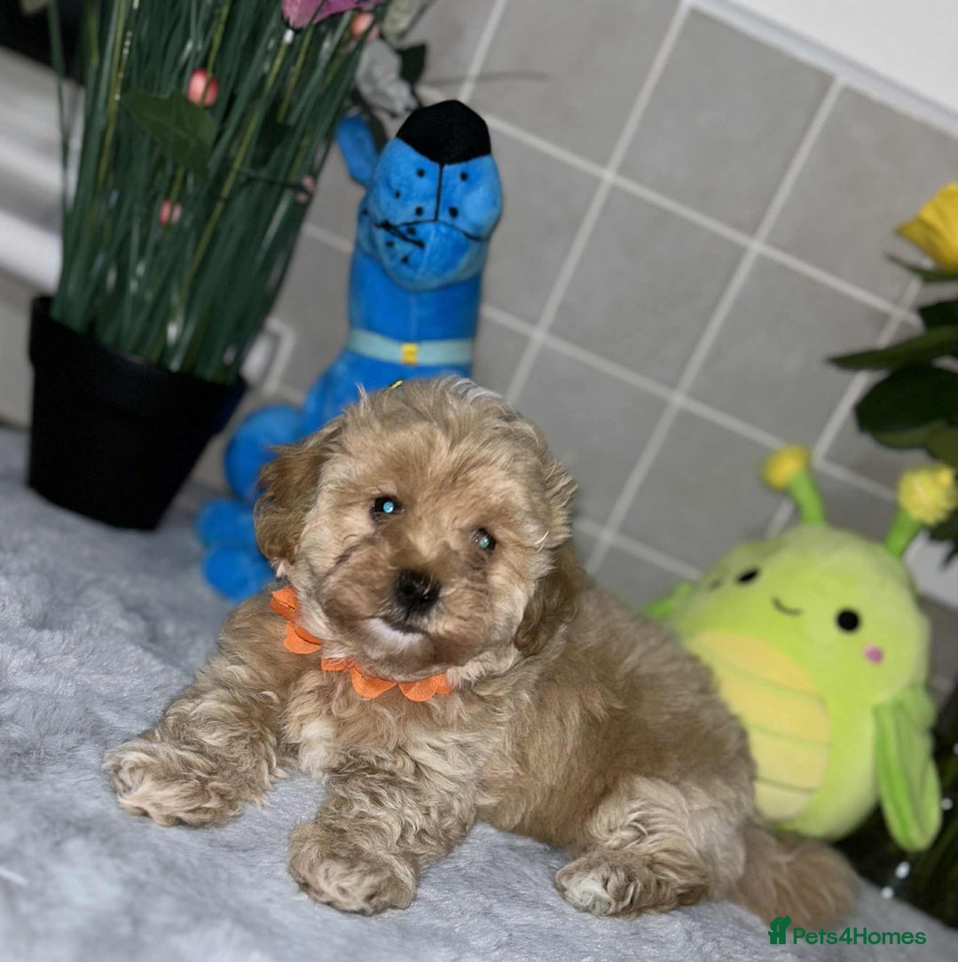 Maltipoo dogs for sale: Maltipoo - Image 12