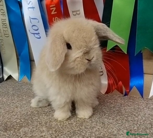 Mini Lop rabbits Gorgeous mini lop baby buck - Advert 11