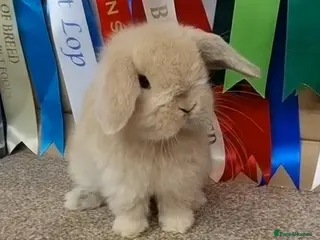 Mini Lop rabbits Gorgeous mini lop baby buck - Advert 11