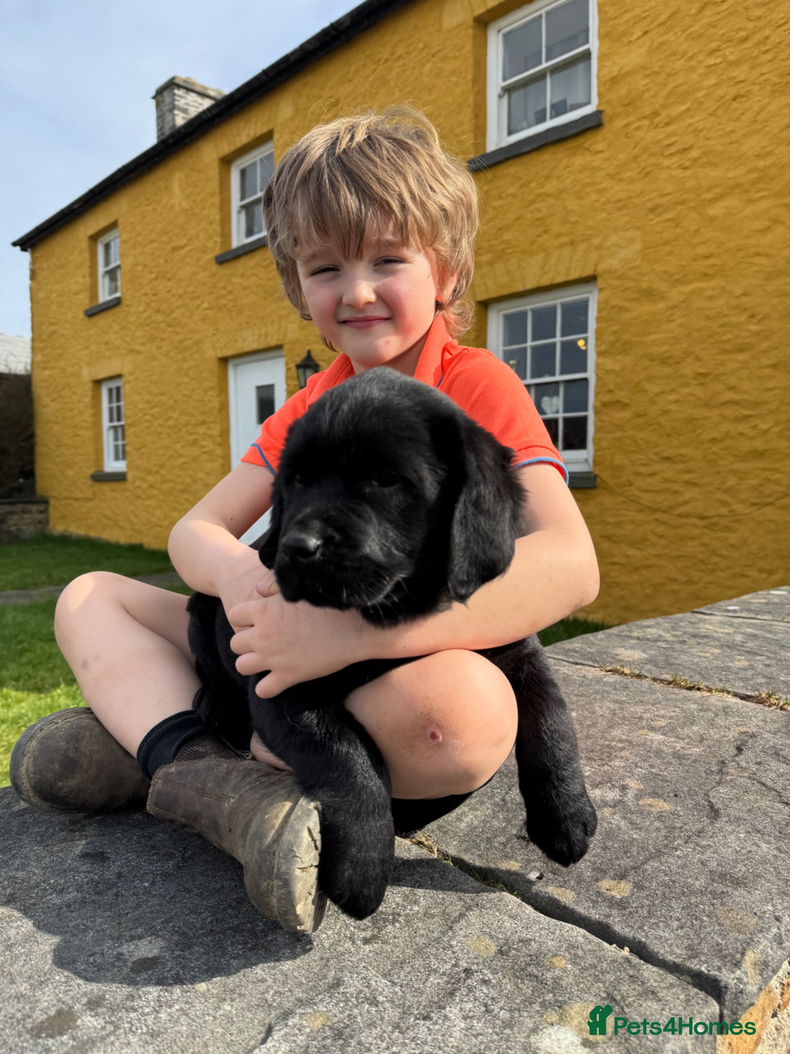 Labrador Retriever dogs Super chunky and cuddly babies - Advert 1