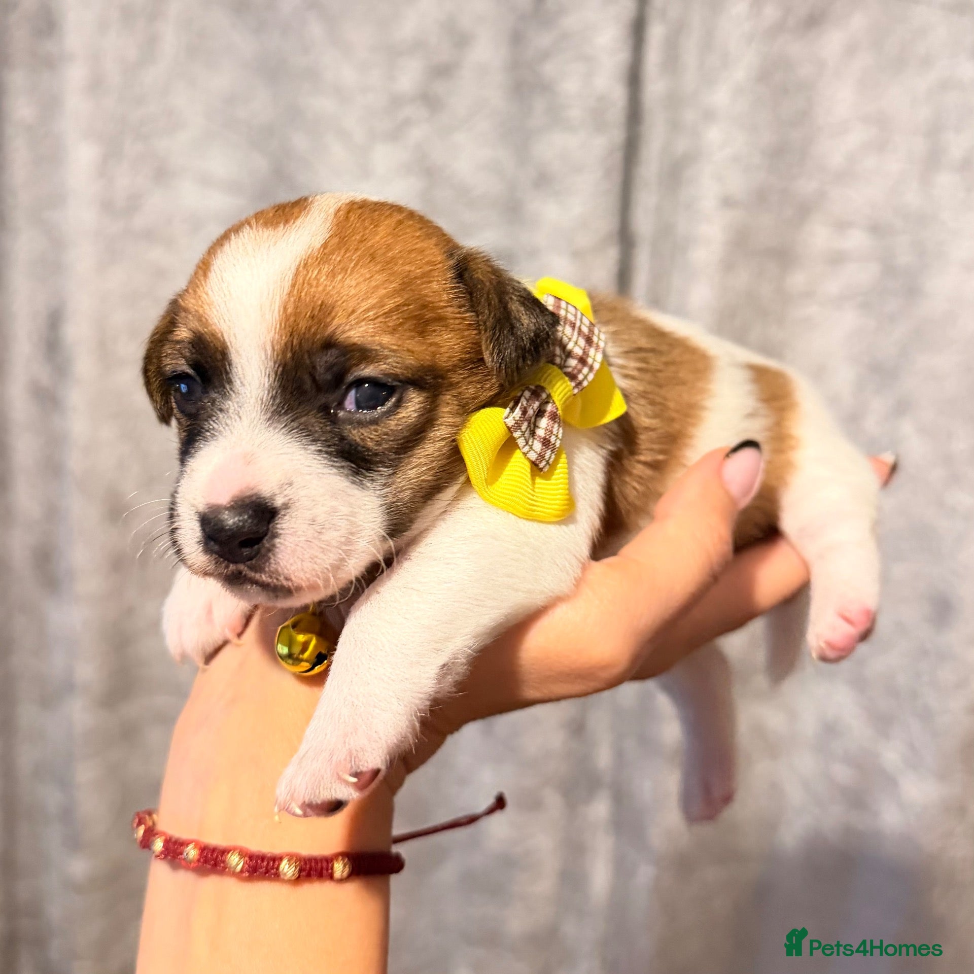 Jack Russell dogs for sale: One girl available 💛 Jack Russell Puppies 🐶🐾 - Advert 2