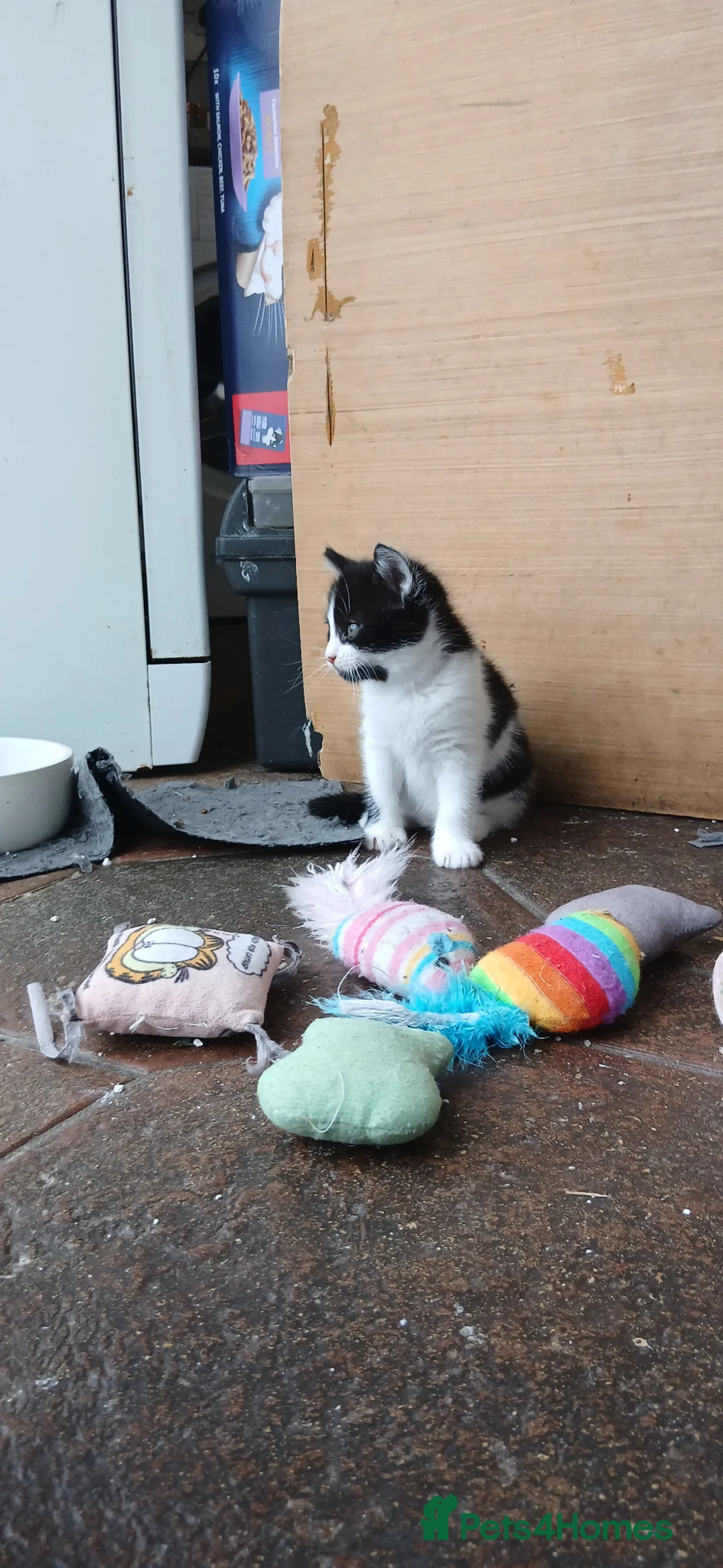 Mixed Breed cats for sale: Litter of 3 looking for new forever homes - Advert 18