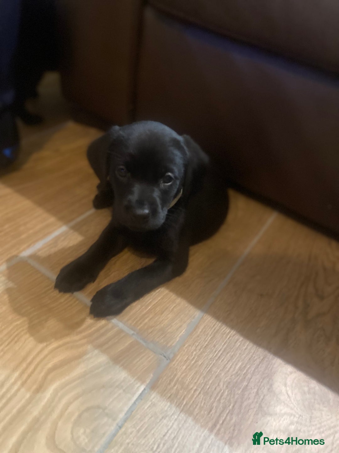 Labrador Retriever dogs for sale: Gorgeous Working Labrador puppies  - Advert 5