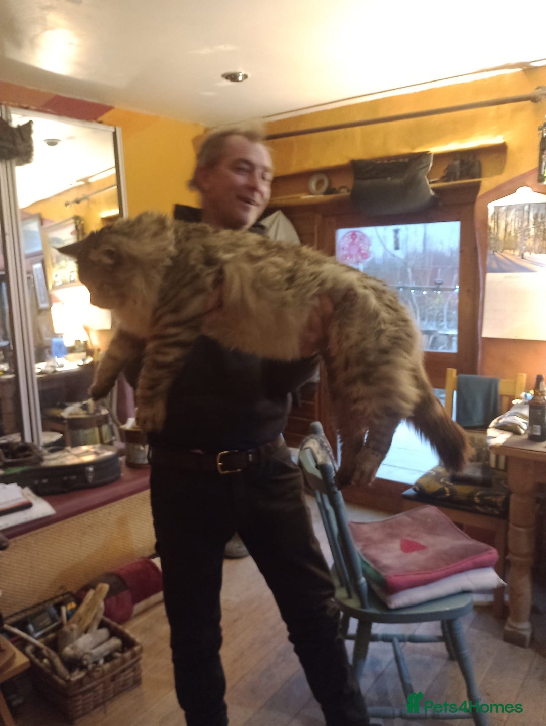 Maine Coon cats for sale: Maine coon Kitten - Image 3