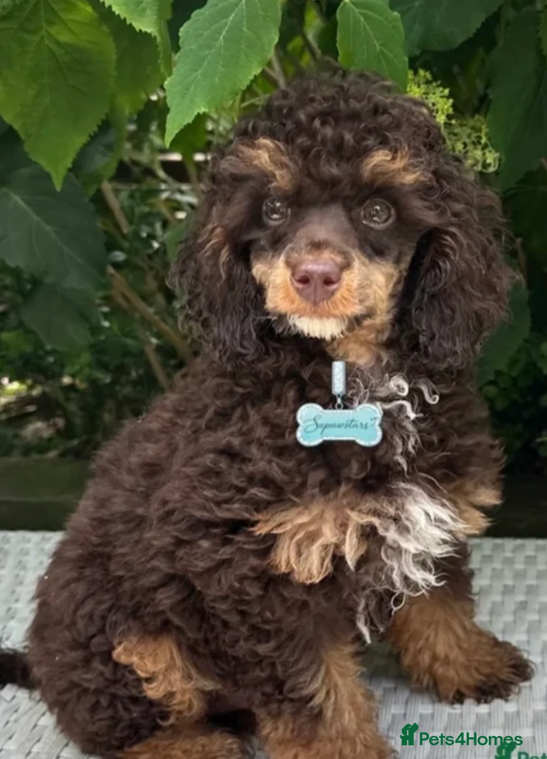 Toy Poodle dogs for sale: Stunning toy poodles  - Advert 2