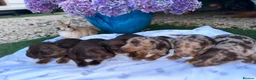 Dachshund dogs for sale: Beautiful Dachshunds  in Gloucester - Advert 13