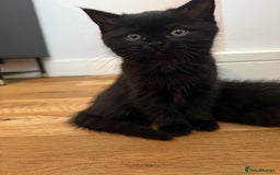 British Shorthair cats for sale: 🐾 Beauitful British Short Hair X 🐾  - Image 3