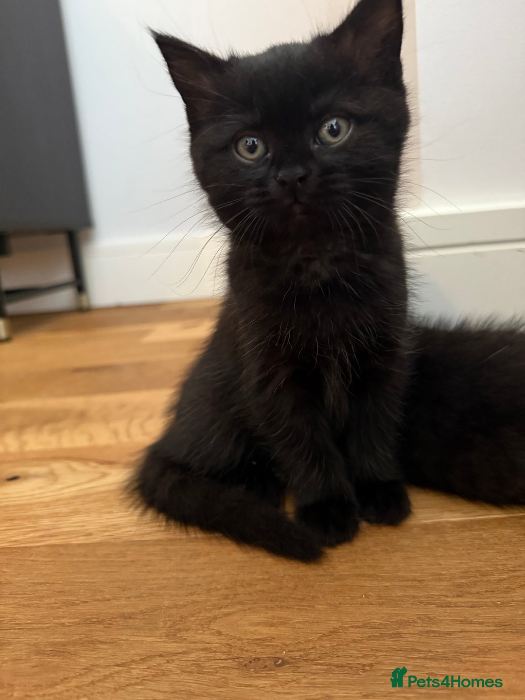 British Shorthair cats for sale: 🐾 Beauitful British Short Hair X 🐾  - Image 3