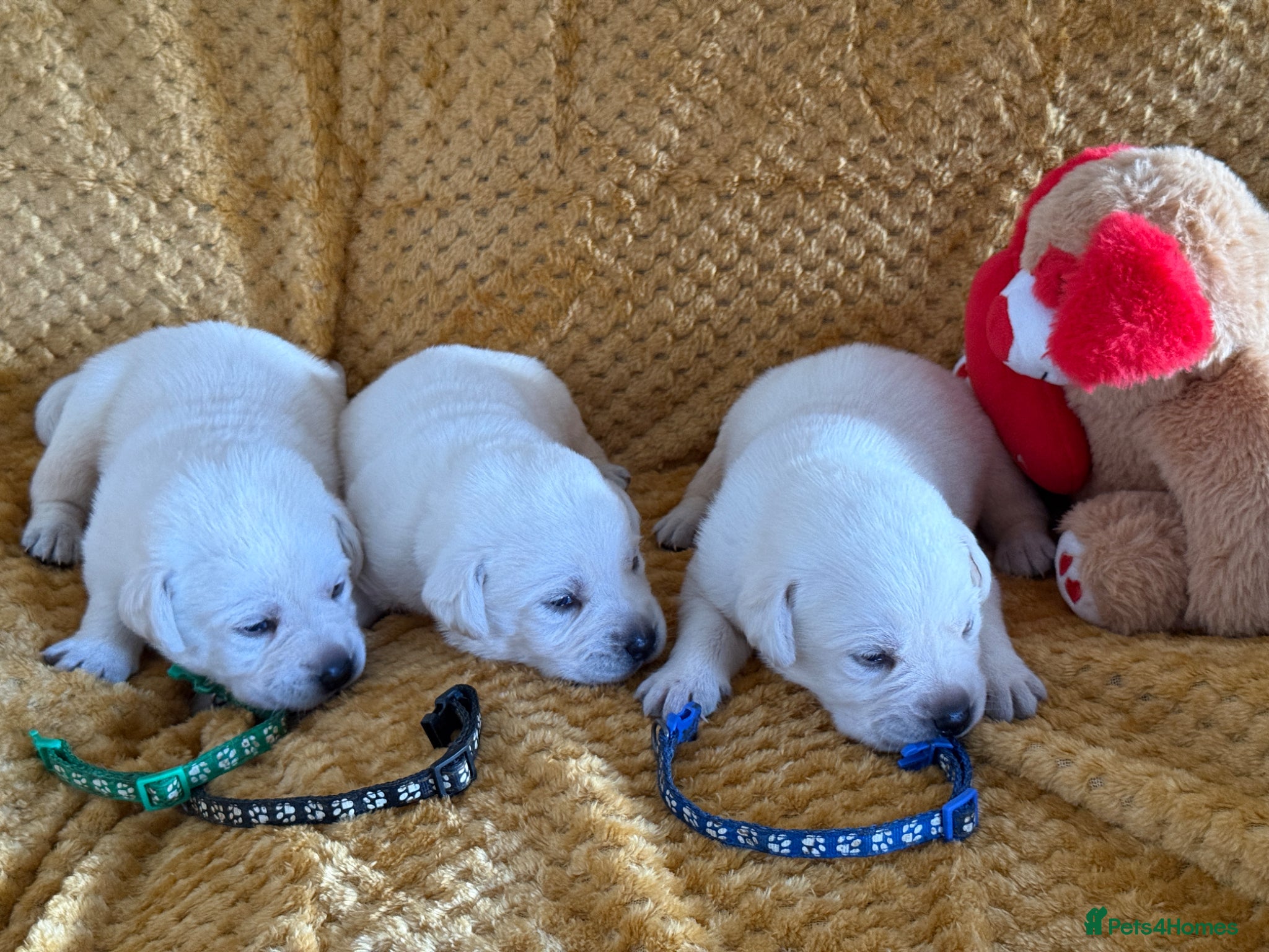 Labrador Retriever dogs White/Cream Labrador Retriever Puppies available  - Advert 1