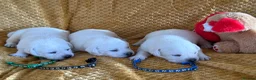 Labrador Retriever dogs for sale: White/Cream Labrador Retriever Puppies available  - Advert 2