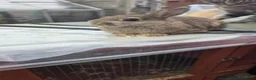 Netherland Dwarf rabbits for sale: 3 beautiful baby rabbits - Advert 3