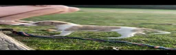Lurcher dogs for sale: Lurcher puppies  - Advert 1