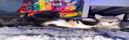 Mixed Breed cats for sale: Mix breed kittens - Advert 2