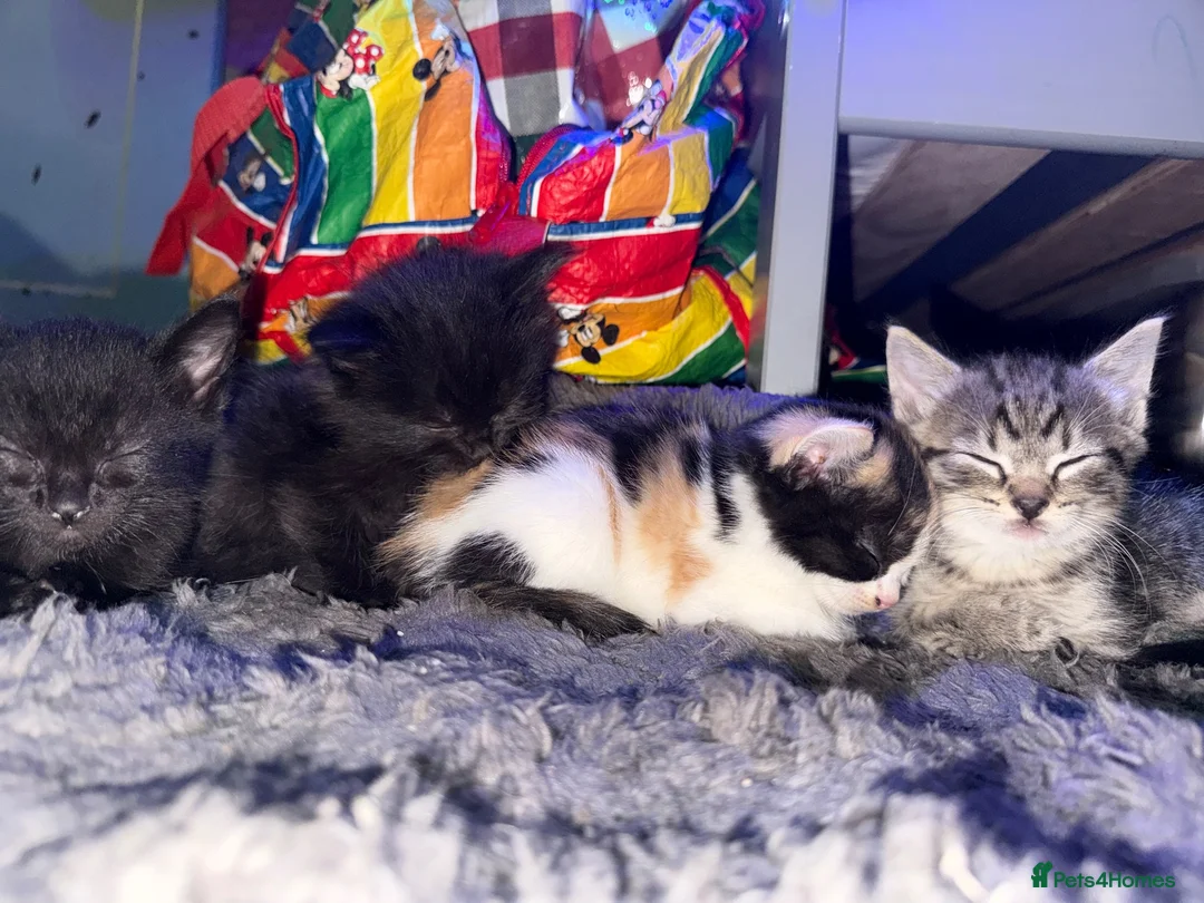 Mixed Breed cats for sale: Mix breed kittens - Advert 2