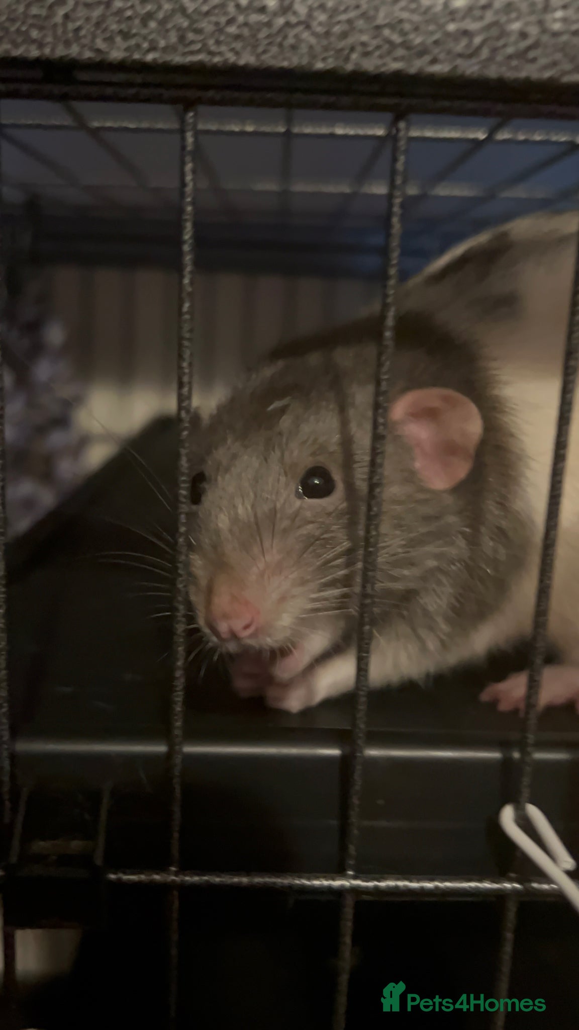 Rat rodents Three male rats WITH enclosure - Advert 6