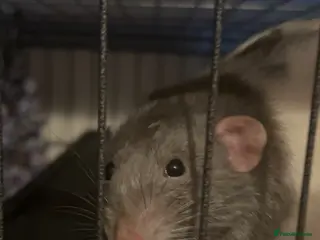 Rat rodents Three male rats WITH enclosure - Advert 6