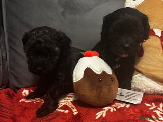 Cavapoochon dogs 🐶Exceptional cavapoochon 1 boy 1 girl left 🐶 - Advert 18