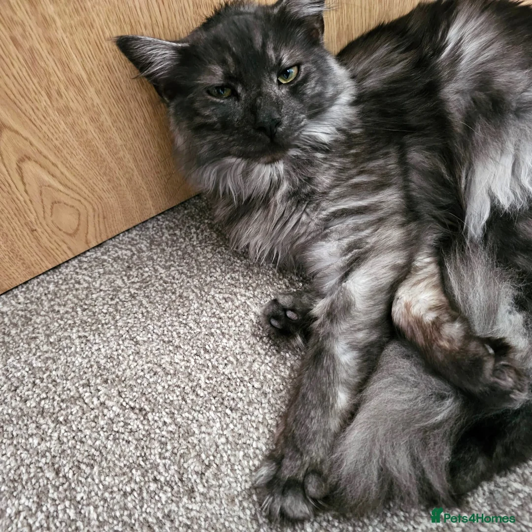Maine Coon cats for sale: 3/4 main coon 2 Girls 1 Boy in Abingdon - Advert 1