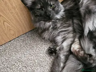 Maine Coon cats 3/4 main coon 2 Girls 1 Boy - Advert 1