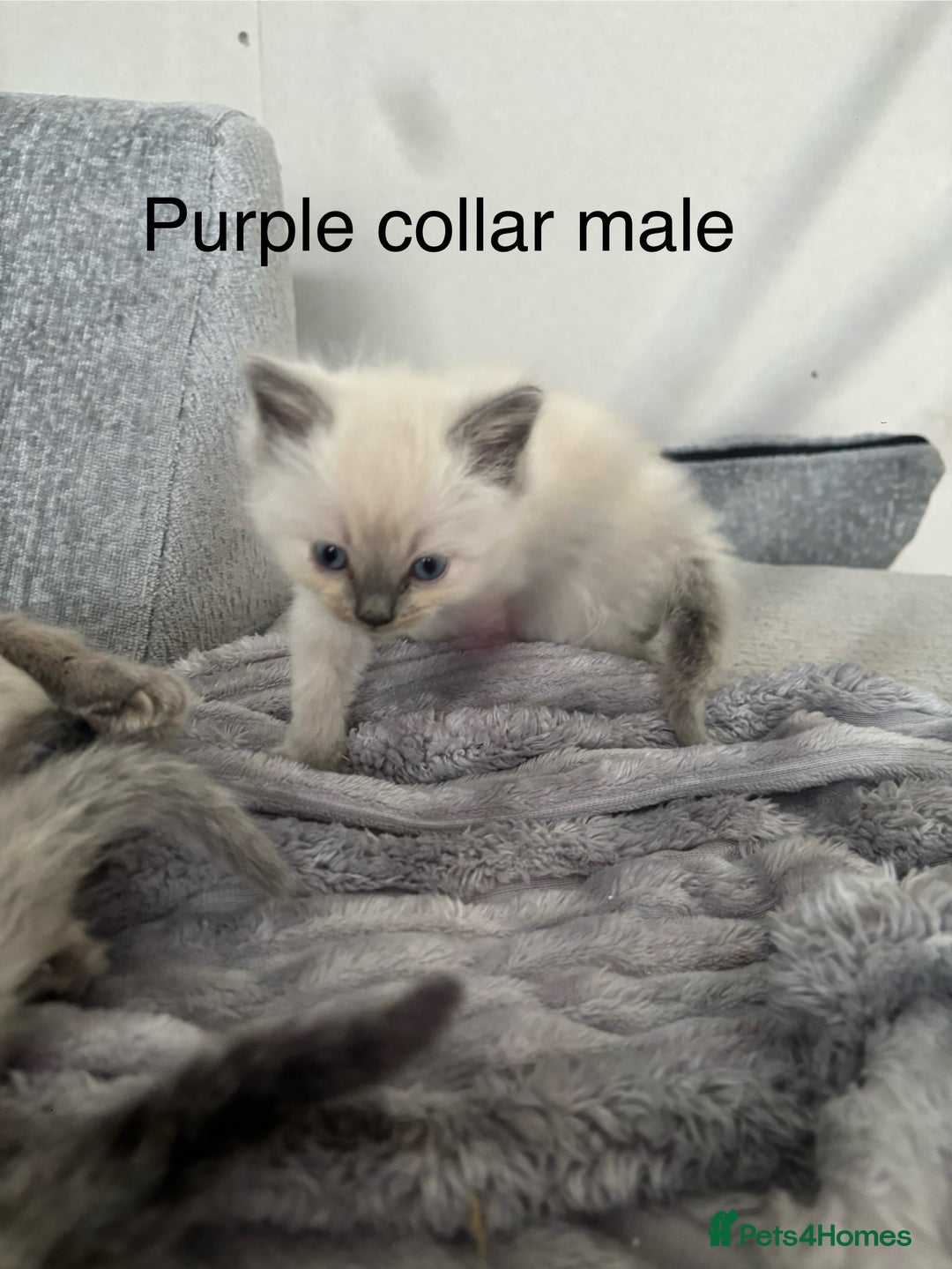Ragdoll cats for sale: Gorgeous male ragdoll kittens  - Image 5