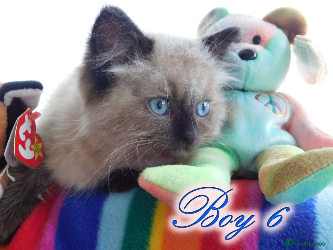 Ragdoll cats for sale: Stunning Ragdoll Kittens.... READY NOW - Image 16