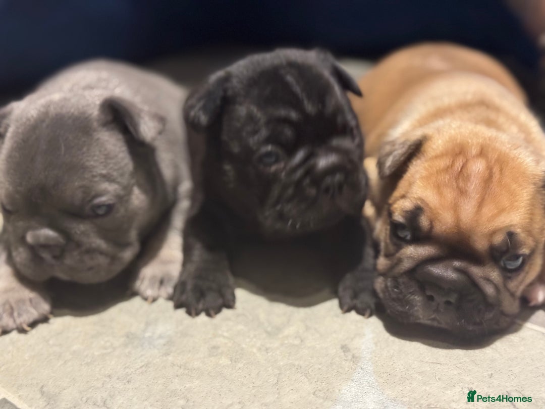 French Bulldog dogs for sale:  AMAZING PUPS  - Advert 13
