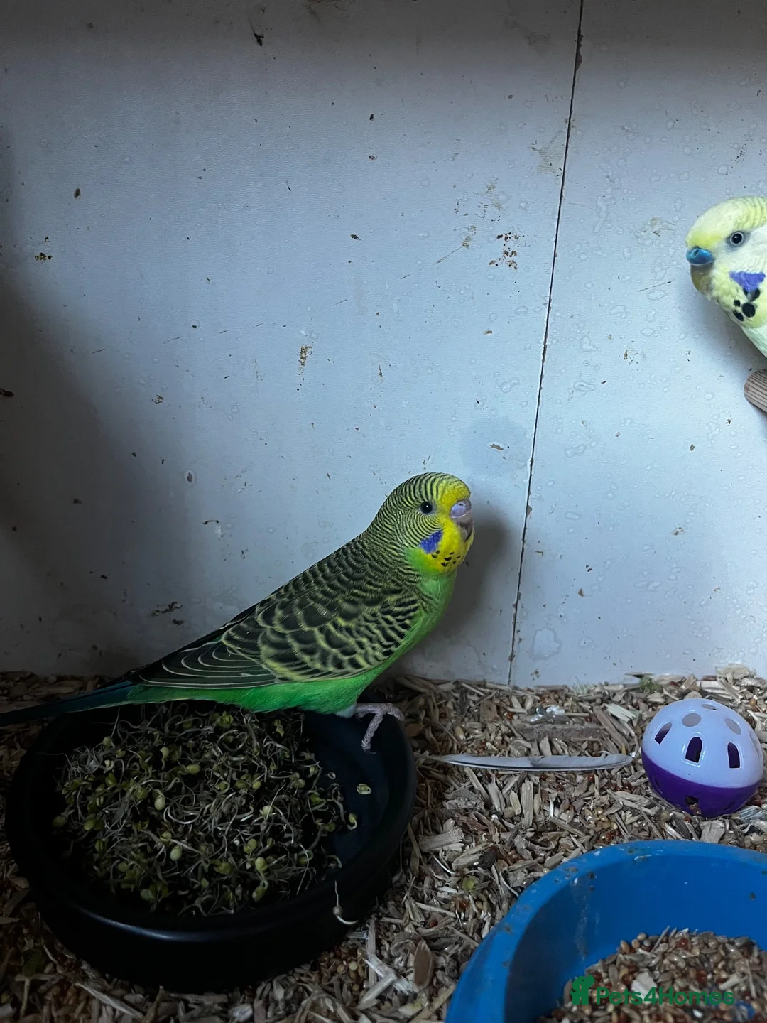 Budgerigars birds for sale: Budgies - Advert 3