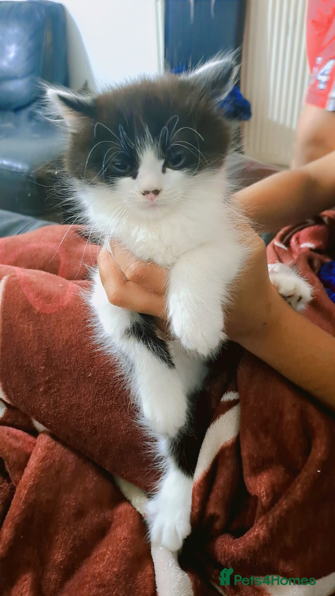 Mixed Breed cats for sale: 🐾 Adorable, persian crossed Kittens for Sale 🐾 - Image 9