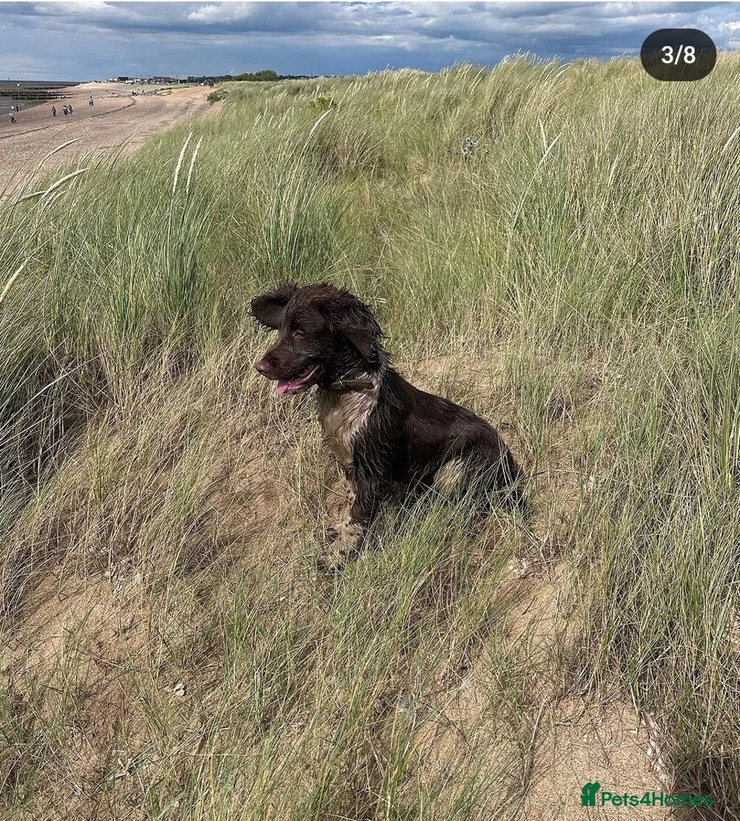 English Springer Spaniel dogs for stud: English Springer Spaniel Stud  in Derby - Advert 29