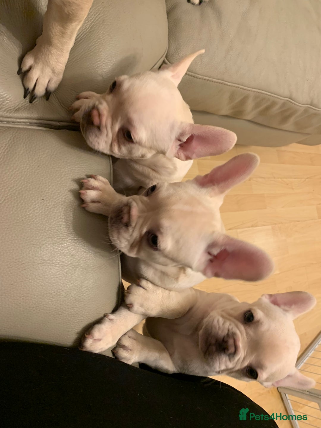 French Bulldog dogs for sale: 5 beautiful French bulldog puppies  - Advert 8