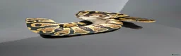 Python Snake reptiles for sale: Regius pythons/ ball pythos - Advert 16