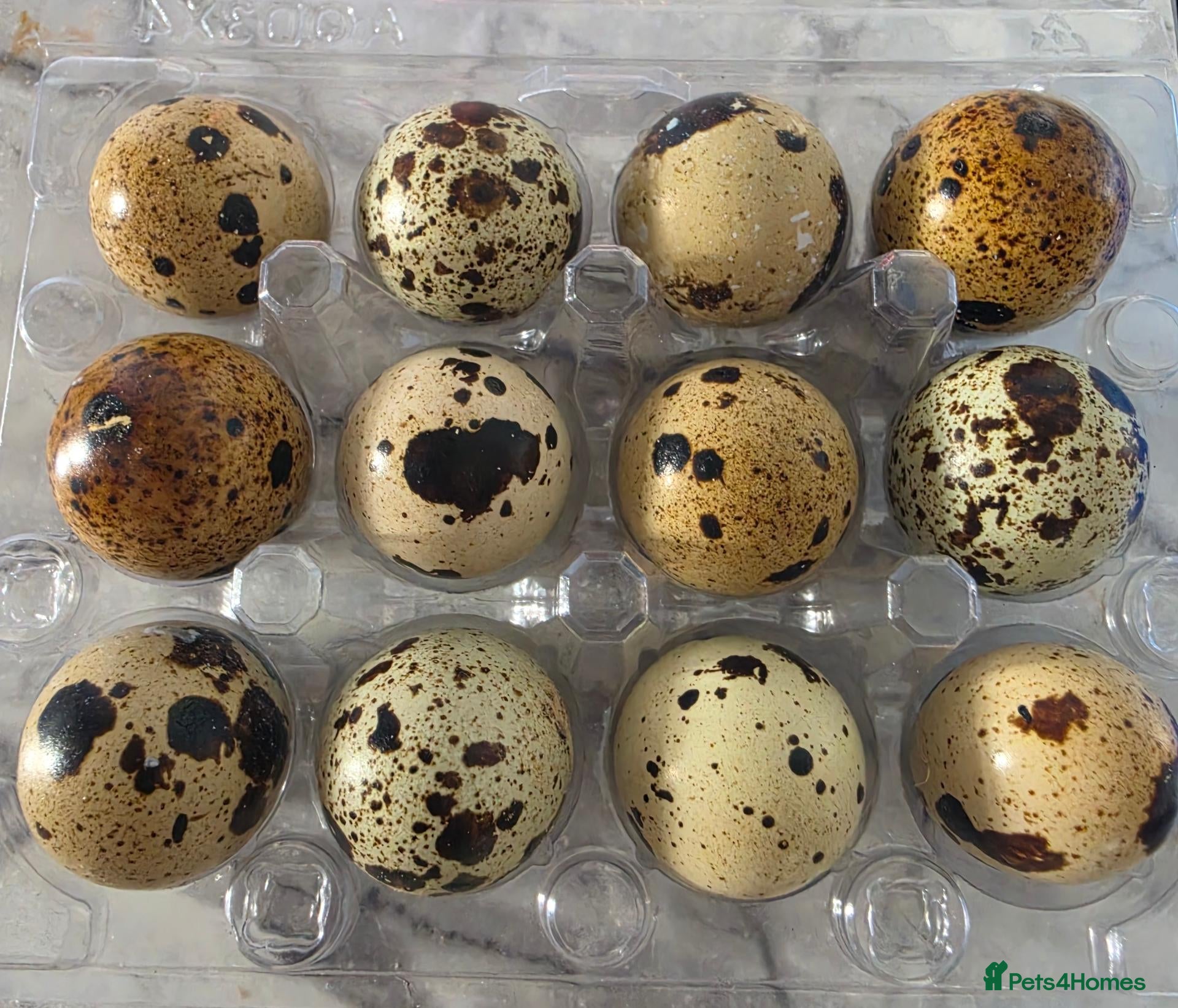 Quail poultry corturnix quail fertile quail eggs   - Advert 11
