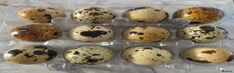 Quail poultry for sale: corturnix quail fertile quail eggs   - Advert 1