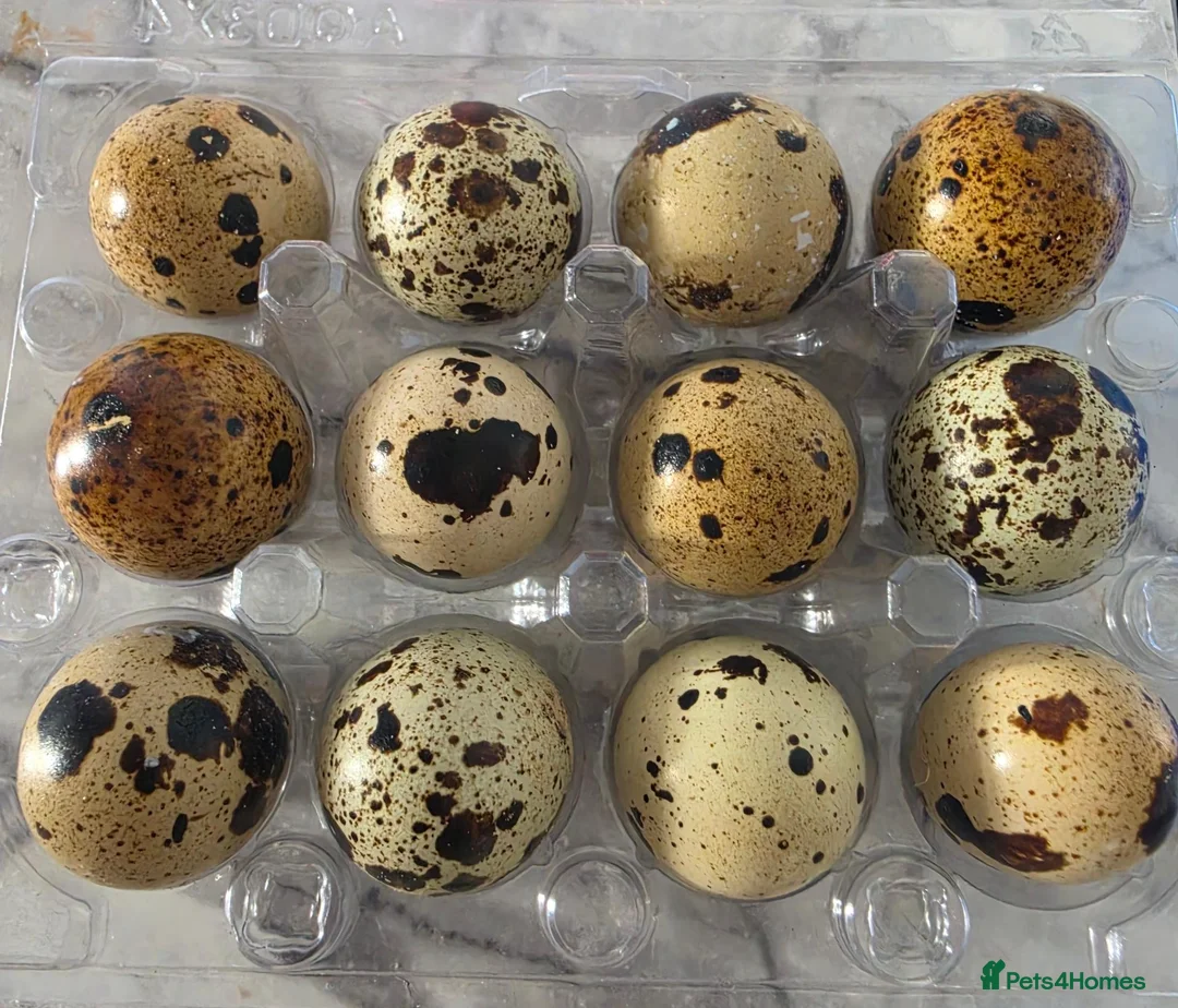 Quail poultry for sale: corturnix quail fertile quail eggs   - Advert 1