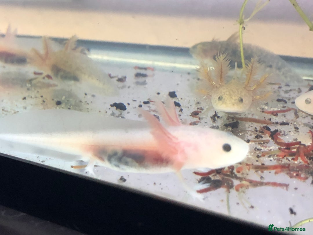 Axolotl reptiles for sale: Lots of baby Axolotls in Launceston - Image 8