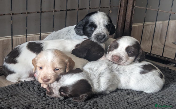 Cocker Spaniel dogs - Advert 12