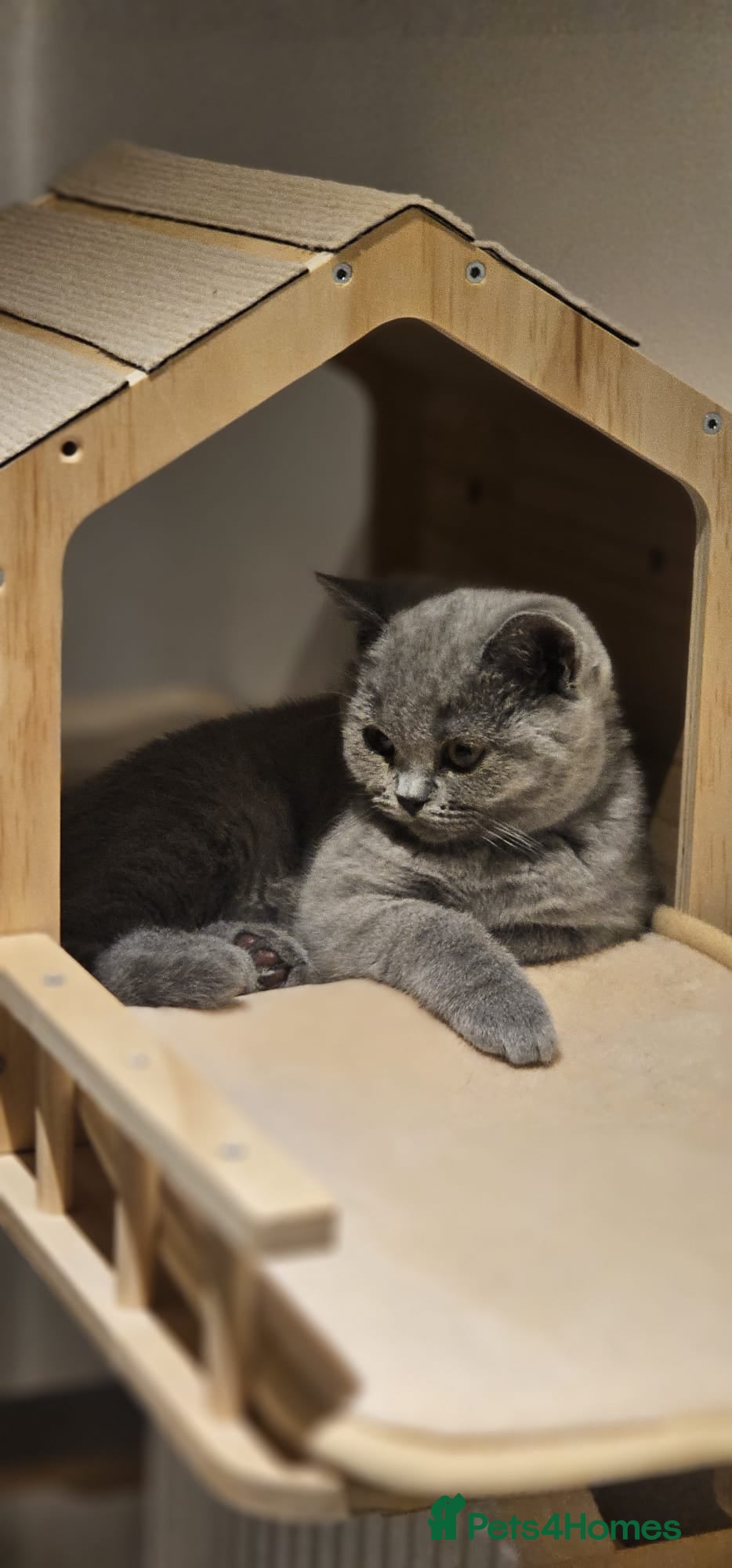 British Shorthair cats GCCF registered BSH kittens for adoption - Advert 2