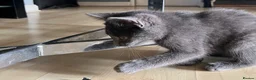 Mixed Breed cats for sale: Beautiful kittens for sale  - Advert 6