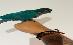 Conures birds for sale: Conure - Image 1