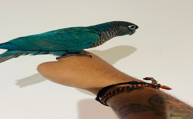 Conures birds - Advert 1