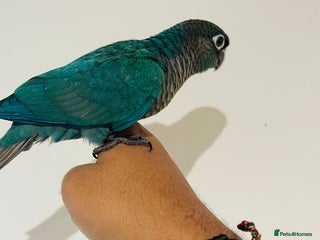 Conures birds - Advert 1