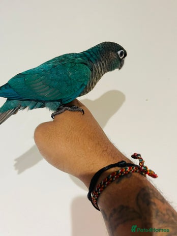 Conures birds - Advert 2