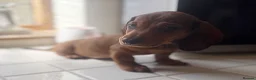 Miniature Dachshund dogs for sale: Stunning Miniature Dachshunds  - Advert 13