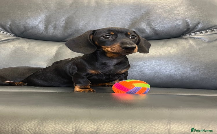 Dachshund dogs - Advert 7