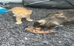 Mixed Breed cats for sale: Sweet ginger girls  - Image 2