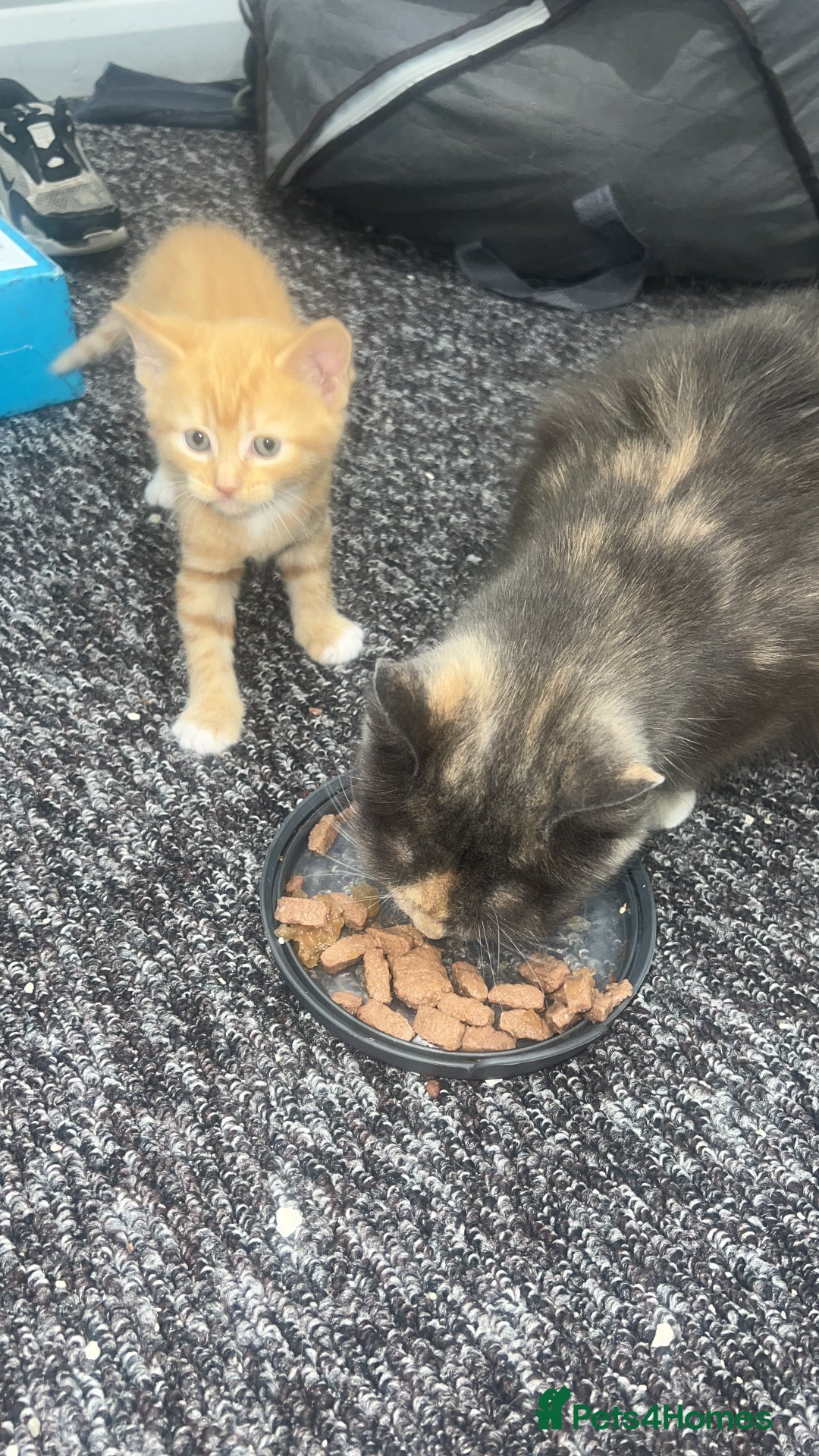 Mixed Breed cats for sale: Sweet ginger girls  - Image 2