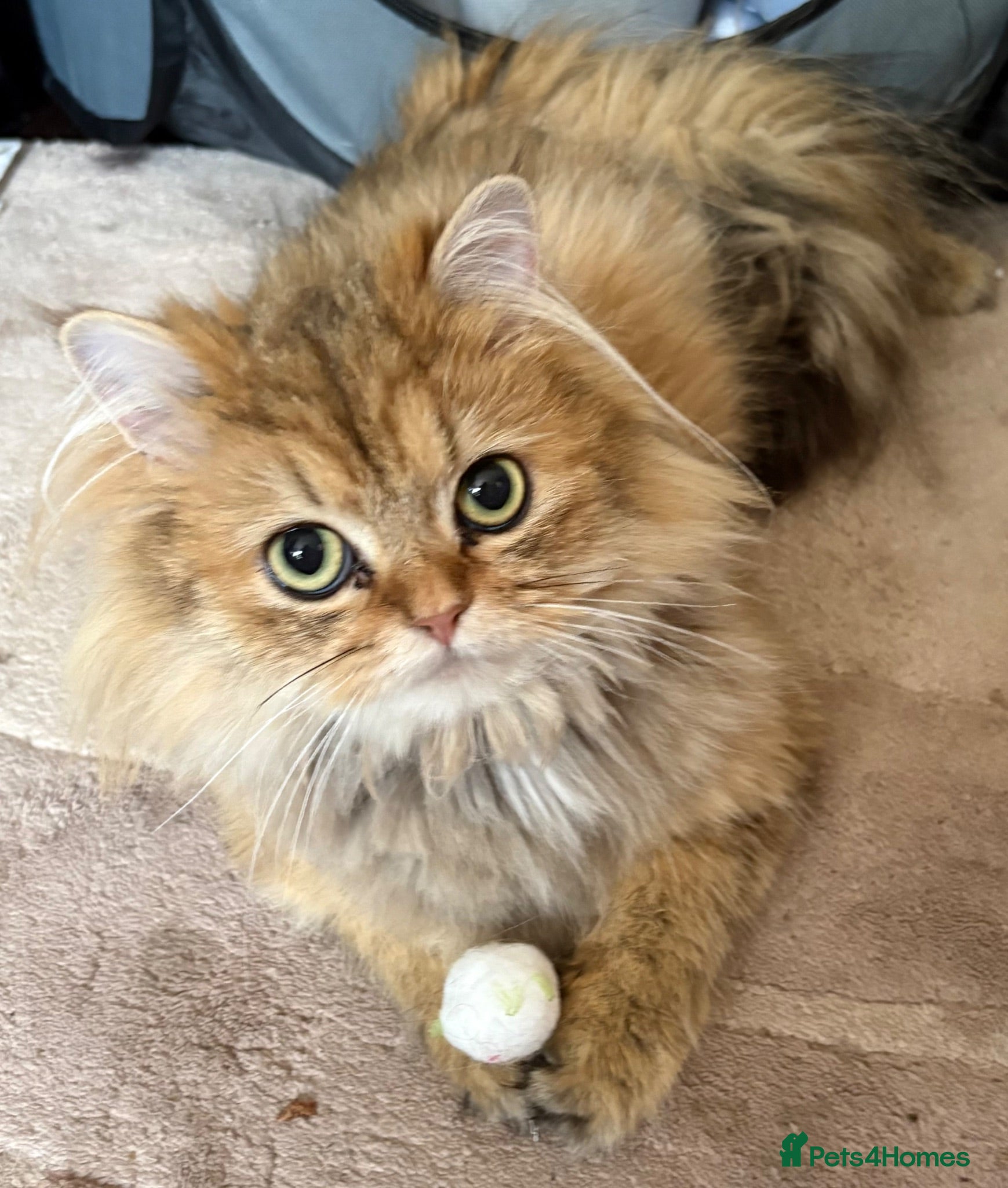 Persian cats Beautiful friendly socialised kittens - Advert 1